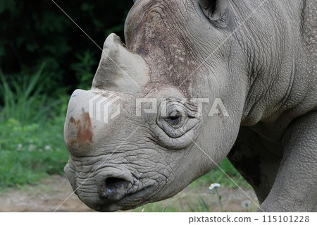 日本柏樹 115101228