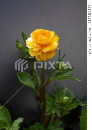 Ranunculus slacks flower 20240203 Ranunculus slacks flower 20240203 115101332