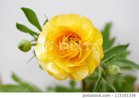 Ranunculus Lux flower 20240206 115101336