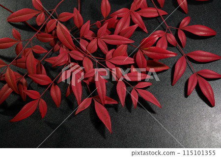 紅南天葉 20240208 115101355