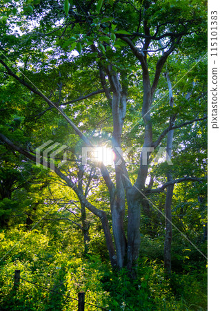Sun in the forest 115101383