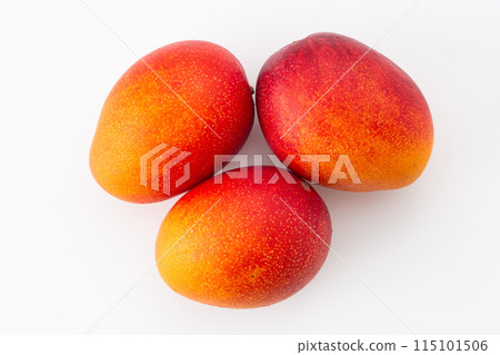 mango  115101506