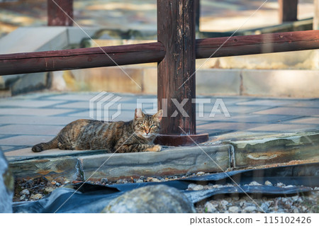Portrait tabby brown cat at Hell valley Jigoku, Mount Unzen onsen Portrait tabby brown cat at Hell valley Jigoku, Mount Unzen onsen 115102426