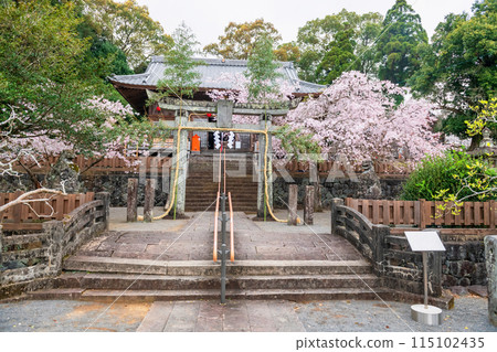 Matsukage Shrine at Asahigaoka park wtih cherry blossom,Kashima Matsukage Shrine at Asahigaoka park wtih cherry blossom,Kashima 115102435