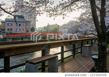 Ureshino Onsen Park with white cherry blossom at sunrise, Saga Ureshino Onsen Park with white cherry blossom at sunrise, Saga 115102439