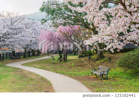 Ureshino onsen park walkway to colorful cherry blossom tunnel 115102441
