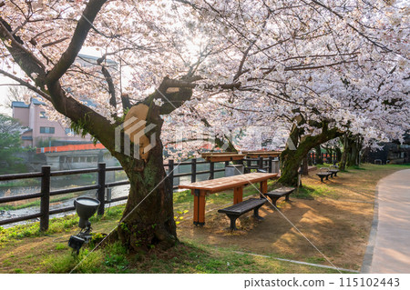 Ureshino onsen park with cherry blosssom at sunrise by river, Saga 115102443