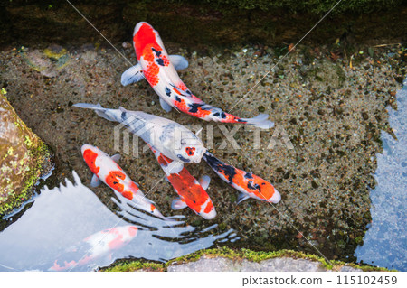 Colorful carp fish swim along Koi no Mizube Michi street, Shimabara 115102459