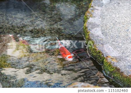 One carp fish swim along water passage of roadside, Shimabara One carp fish swim along water passage of roadside, Shimabara 115102460