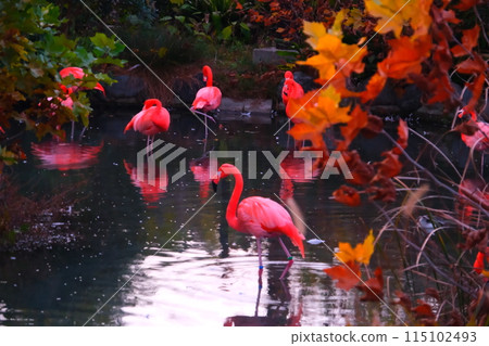Flamingos at Higashiyama Zoo and Botanical Gardens in Aichi Prefecture in autumn Flamingos at Higashiyama Zoo and Botanical Gardens in Aichi Prefecture in autumn 115102493