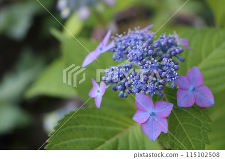 A beautiful hydrangea blooming in the rainy season A beautiful hydrangea blooming in the rainy season 115102508