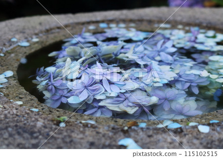繡球花漂浮在水中 115102515