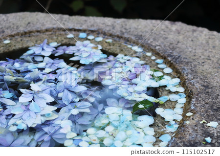 Hydrangea floating in water Hydrangea floating in water 115102517