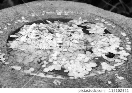 Scattered cherry blossom petals Scattered cherry blossom petals 115102521