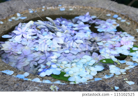 Hydrangea floating in water Hydrangea floating in water 115102525