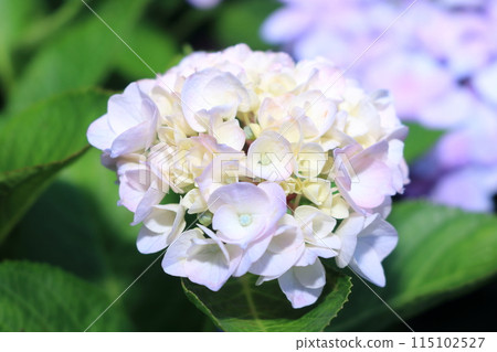 白色繡球花 白色繡球花 115102527