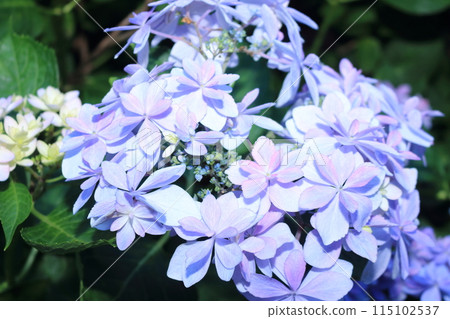 百合紫色繡球花 百合紫色繡球花 115102537