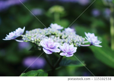 漂亮的動力繡球花 115102538