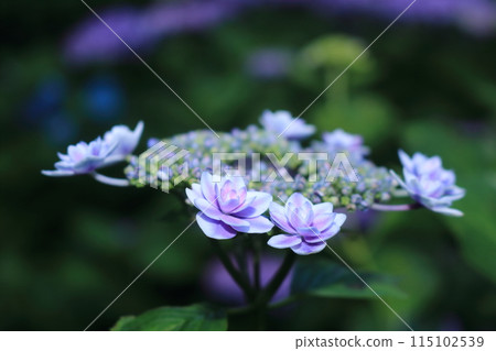 Pretty Powered Hydrangea 115102539