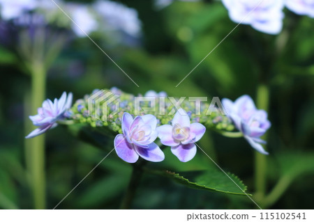 Hydrangea that colors the rainy season 115102541