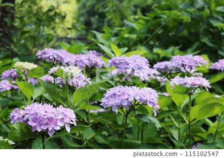 Hydrangea shining in the sunlight during the rainy season 115102547