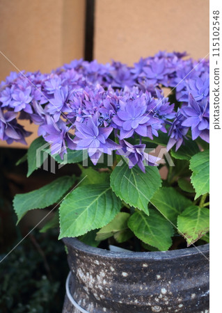 Hydrangea planted in a pot 115102548