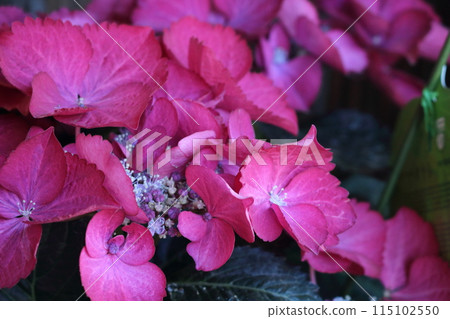 Hydrangea that colors the rainy season 115102550