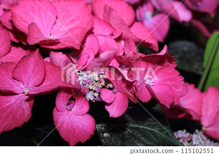 為雨季增色的繡球花 115102551