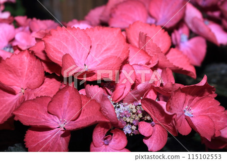 Hydrangea that colors the rainy season 115102553