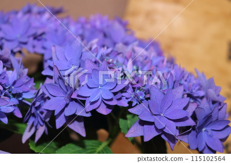 紫色花朵植物的特寫照片 115102564