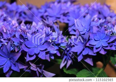 藍色繡球花 115102565