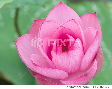 Lotus flower Lotus flower 115102627