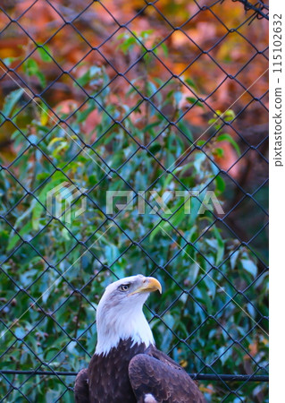 Bald eagle at Aichi Higashiyama Zoo and Botanical Gardens in autumn 115102632