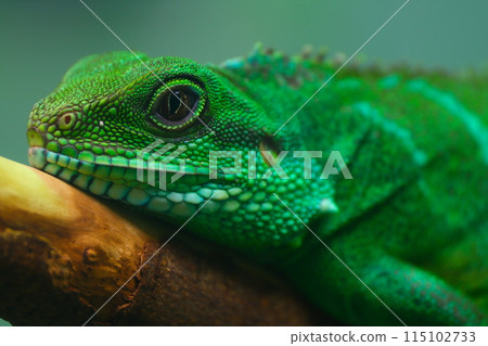 秋天愛知縣東山動物園和植物園的鬣蜥 115102733
