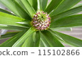 Pineapple fruiting 115102866