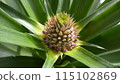 Pineapple fruiting 115102869