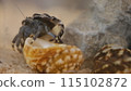 Clibanarius virescens 115102872