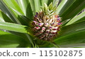 Pineapple fruiting 115102875
