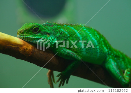 Iguana at Higashiyama Zoo and Botanical Gardens in Aichi Prefecture in autumn 115102952