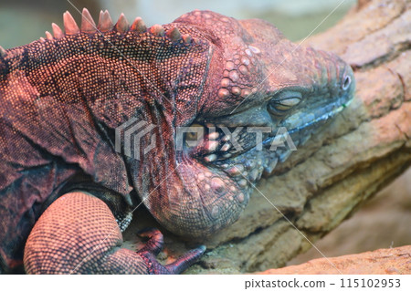 Iguana at Higashiyama Zoo and Botanical Gardens in Aichi Prefecture in autumn Iguana at Higashiyama Zoo and Botanical Gardens in Aichi Prefecture in autumn 115102953