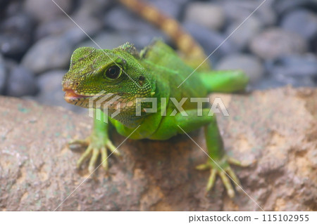 秋天愛知縣東山動物園和植物園的鬣蜥 115102955