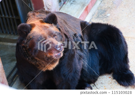 Brown bear at Higashiyama Zoo and Botanical Gardens in Aichi Prefecture in autumn Brown bear at Higashiyama Zoo and Botanical Gardens in Aichi Prefecture in autumn 115103028