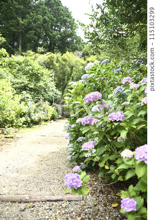 繡球花開時的慶正寺 115103299