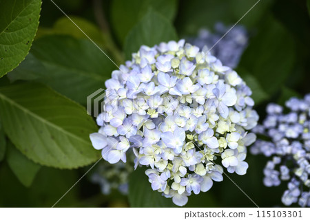 繡球花開時的慶正寺 115103301