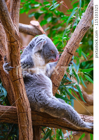 Koalas at Higashiyama Zoo and Botanical Gardens in Aichi Prefecture in autumn 115103325