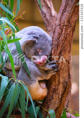 Koalas at Higashiyama Zoo and Botanical Gardens in Aichi Prefecture in autumn 115103326