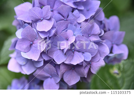 繡球花開時的慶正寺 繡球花開時的慶正寺 115103375