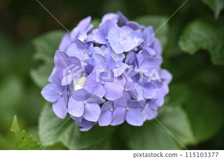 繡球花開時的慶正寺 繡球花開時的慶正寺 115103377
