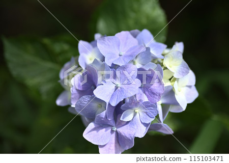 繡球花開時的慶正寺 繡球花開時的慶正寺 115103471