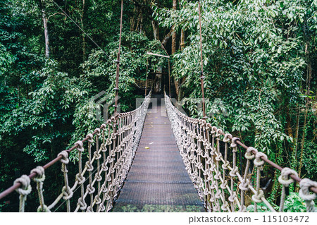 sky walk in the jungle sky walk in the jungle 115103472